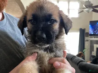 Mixed Breed dogs for sale: Mixed Breed Puppy 4 - Ad 4