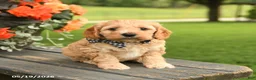 Cockapoo dogs for sale: Bella   - Ad 3