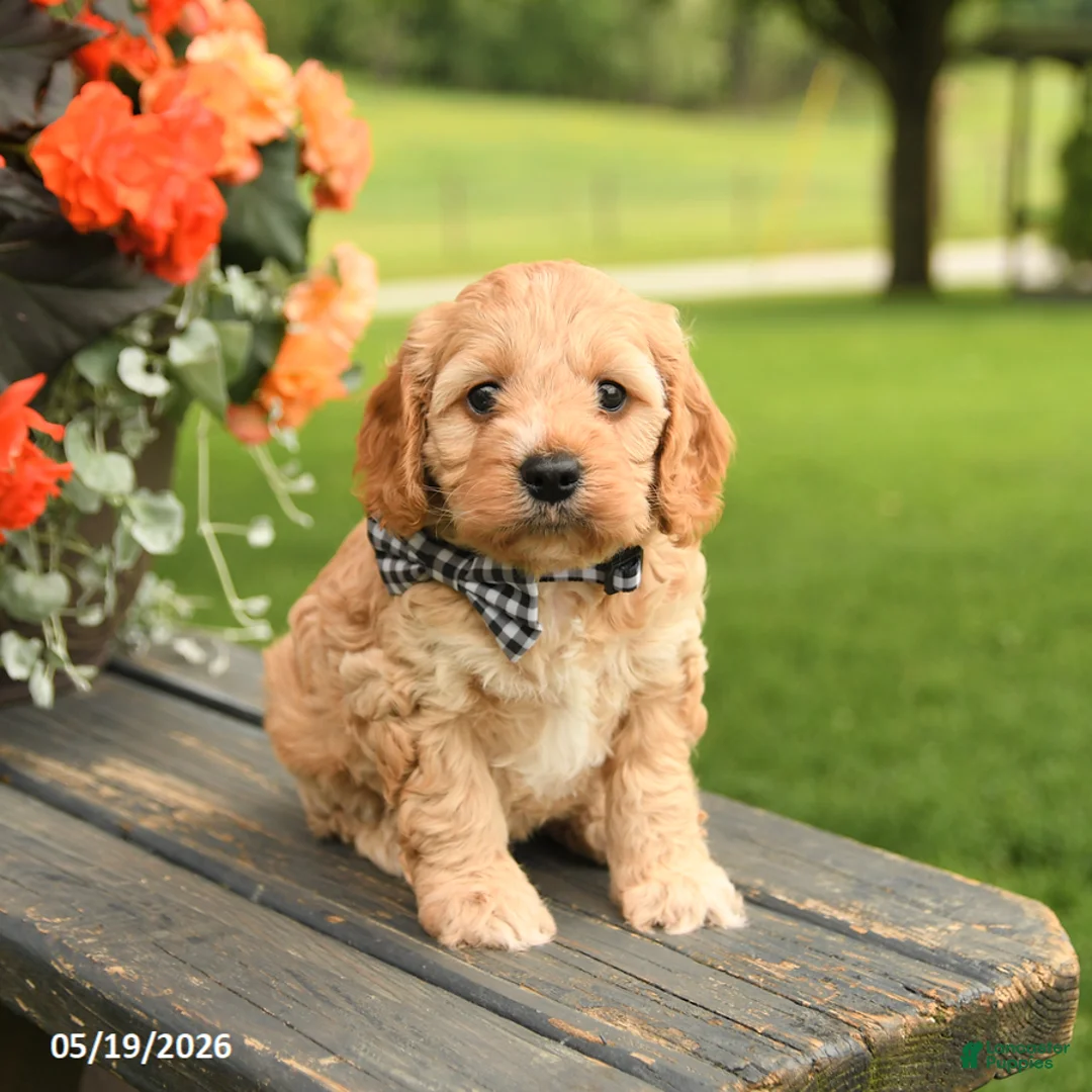 Cockapoo dogs for sale: Bella   - Ad 3