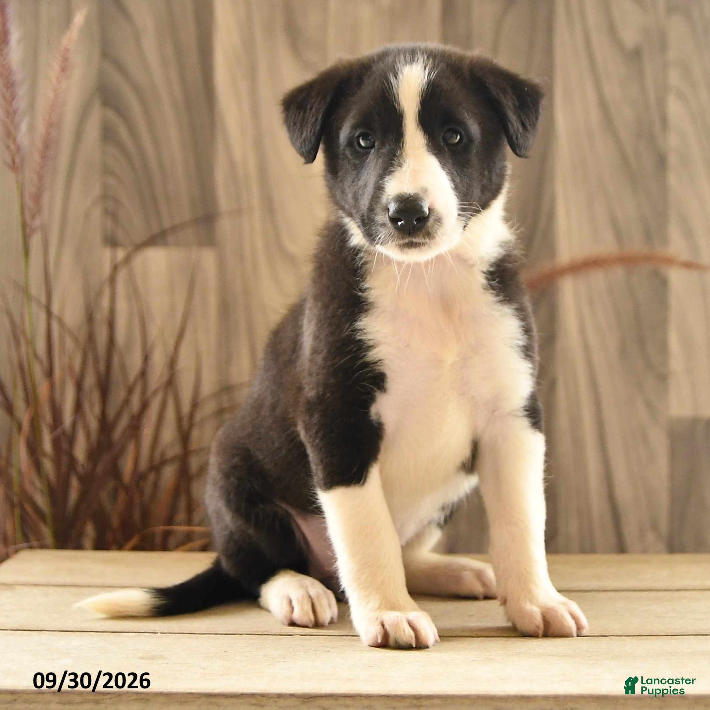 Mixed Breed dogs Gentle Genny - Ad 2
