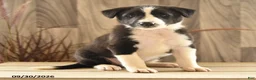 Mixed Breed dogs for sale: Gentle Genny - Ad 2