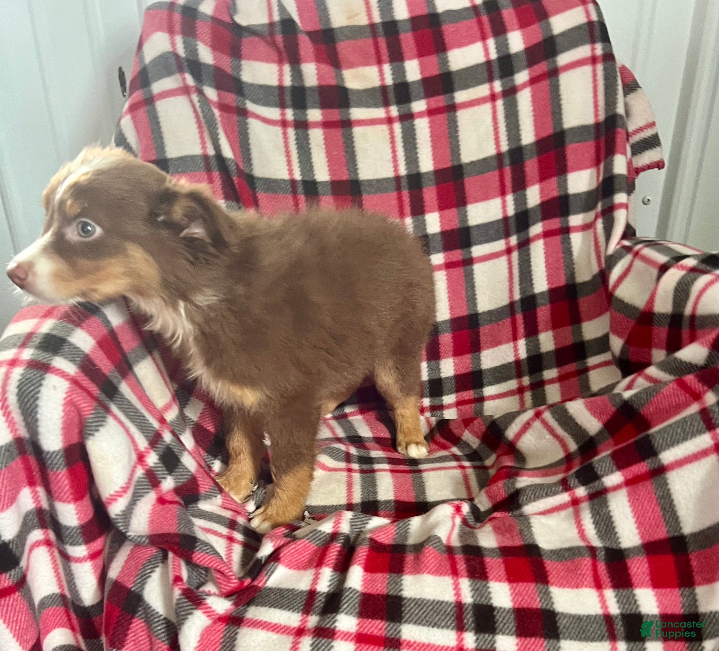 Australian Shepherd dogs April May Girl Australian Shepherd  - Ad 2