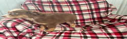 Australian Shepherd dogs for sale: April May Girl Australian Shepherd  - Ad 2