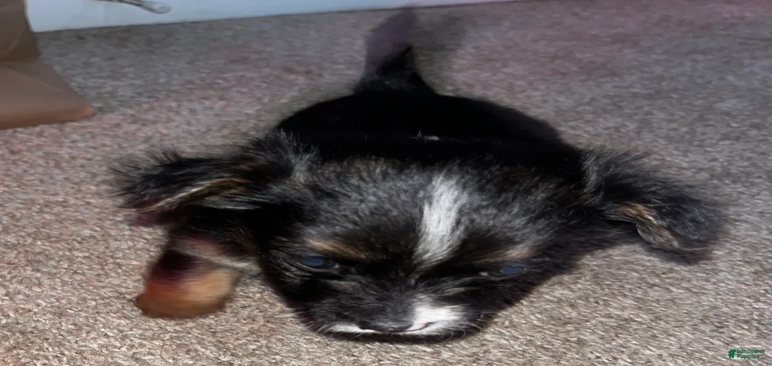 Gallery Image {{count}}