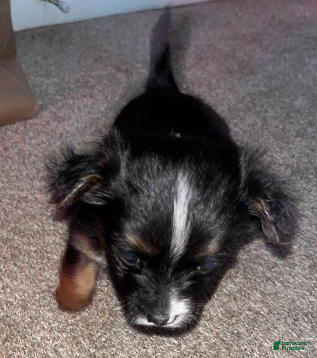 Gallery Image {{count}}