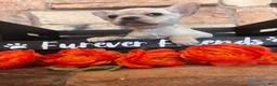 French Bulldog dogs for sale: French Bulldog 1 - Ad 14