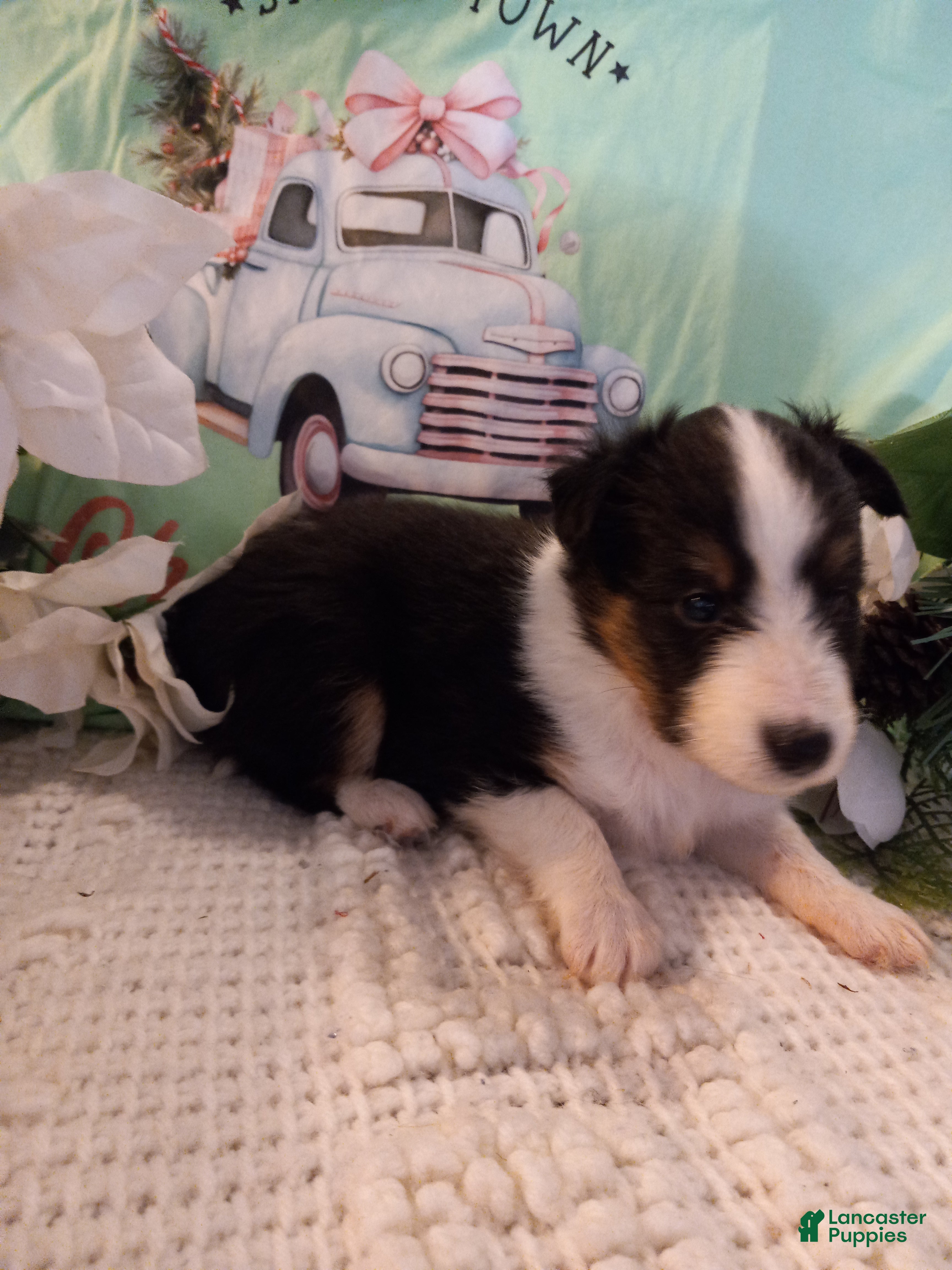 Shetland Sheepdog dogs AKC Willow - Ad 3