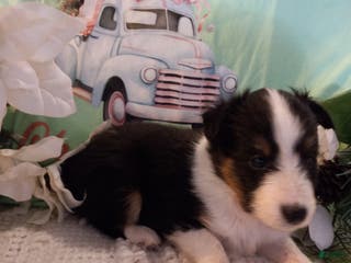 Shetland Sheepdog dogs AKC Willow - Ad 1