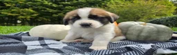 Saint Bernard dogs for sale: Buckeye - Ad 6