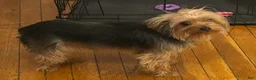 Yorkshire Terrier dogs for sale: Rue - Ad 4