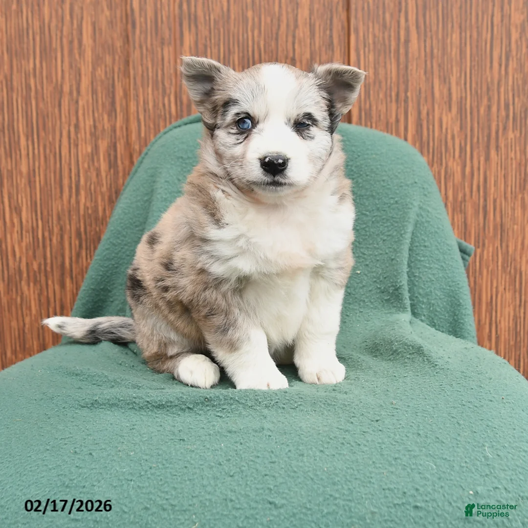 Mixed Breed dogs for sale: Ariel - Ad 1