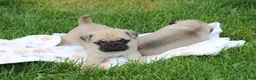 Pug dogs for sale: Ellie - Ad 6