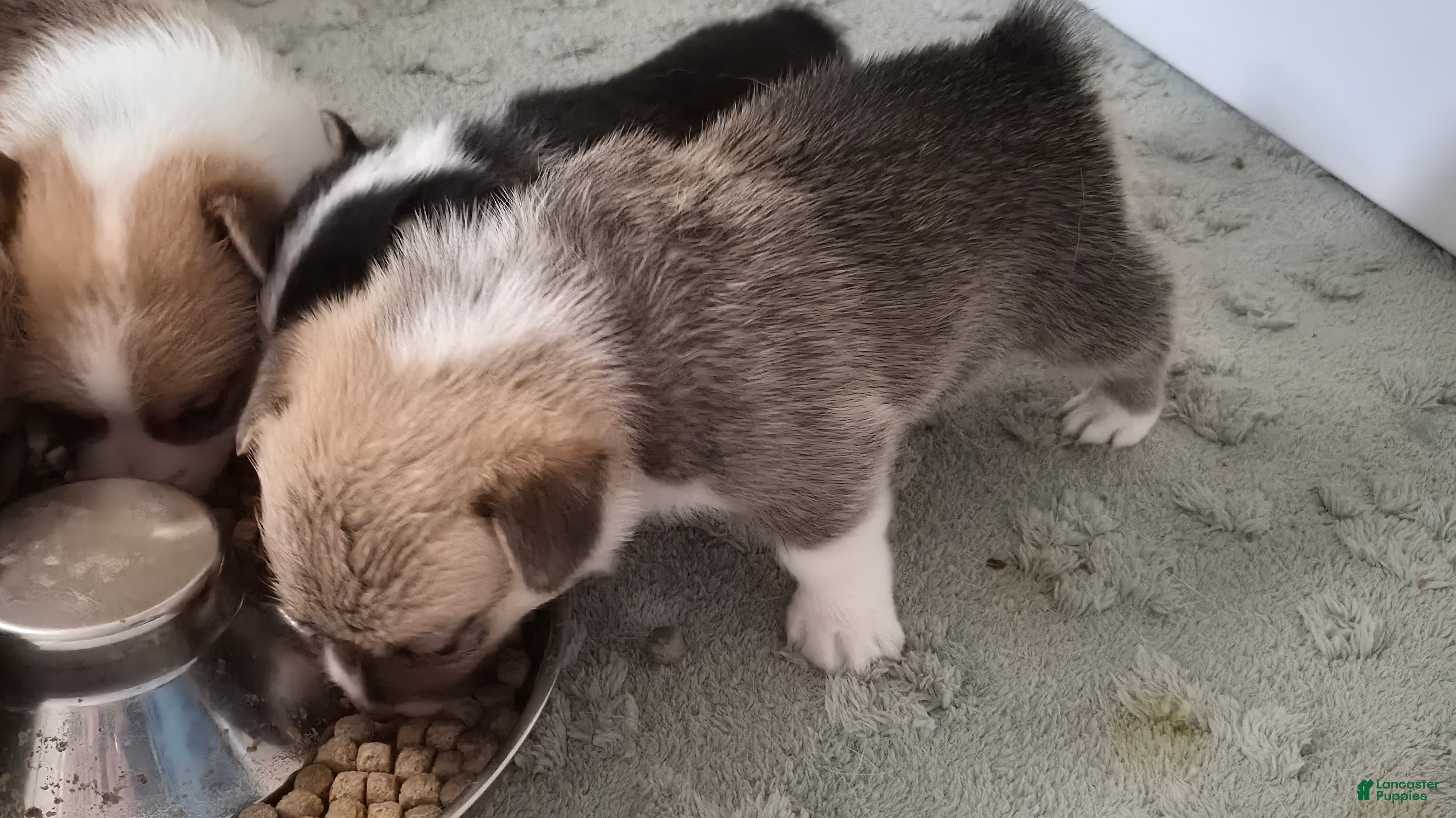 Welsh Corgi Pembroke dogs for sale: Welsh Corgi Pembroke 4 - Ad 2