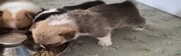 Welsh Corgi Pembroke dogs for sale: Welsh Corgi Pembroke 4 - Ad 2