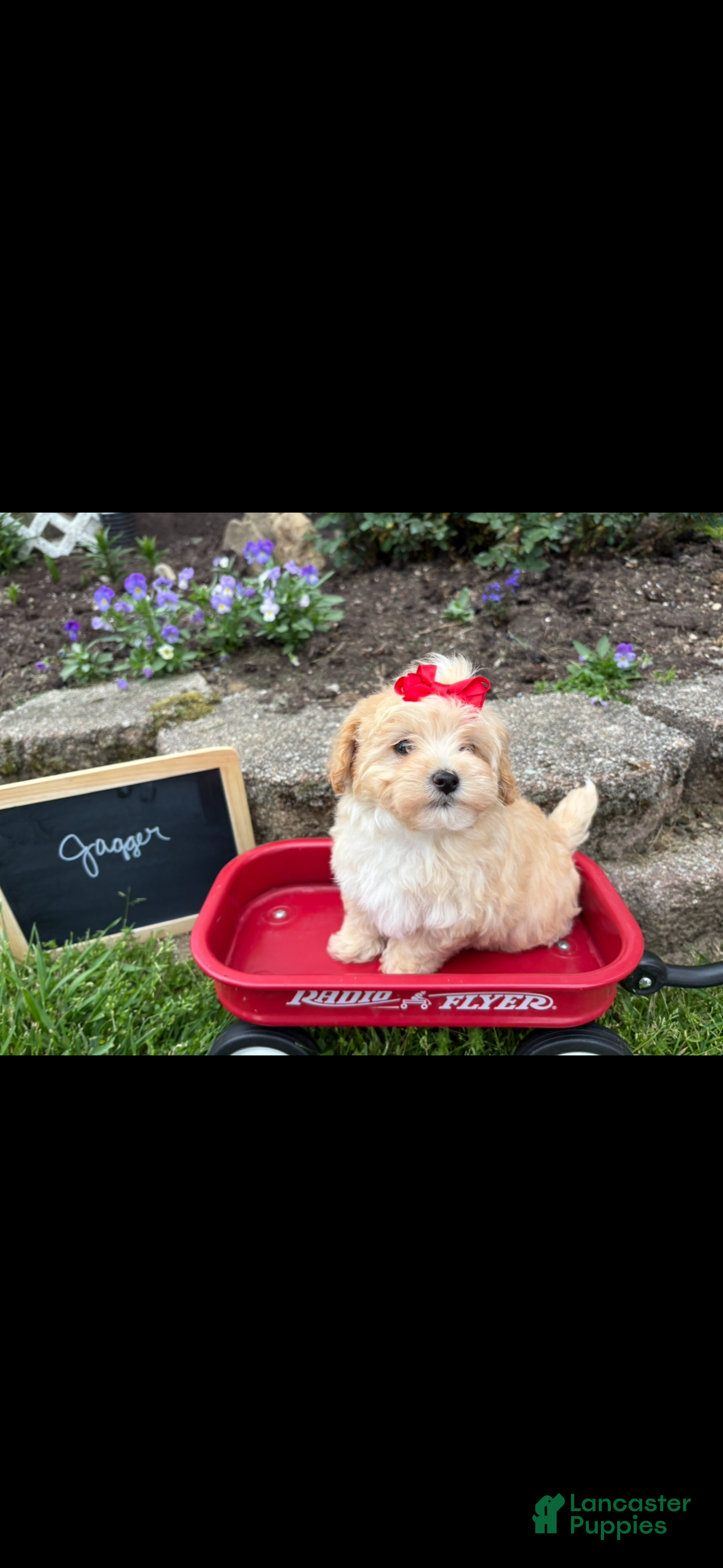 Maltipoo dogs Jagger - Ad 1