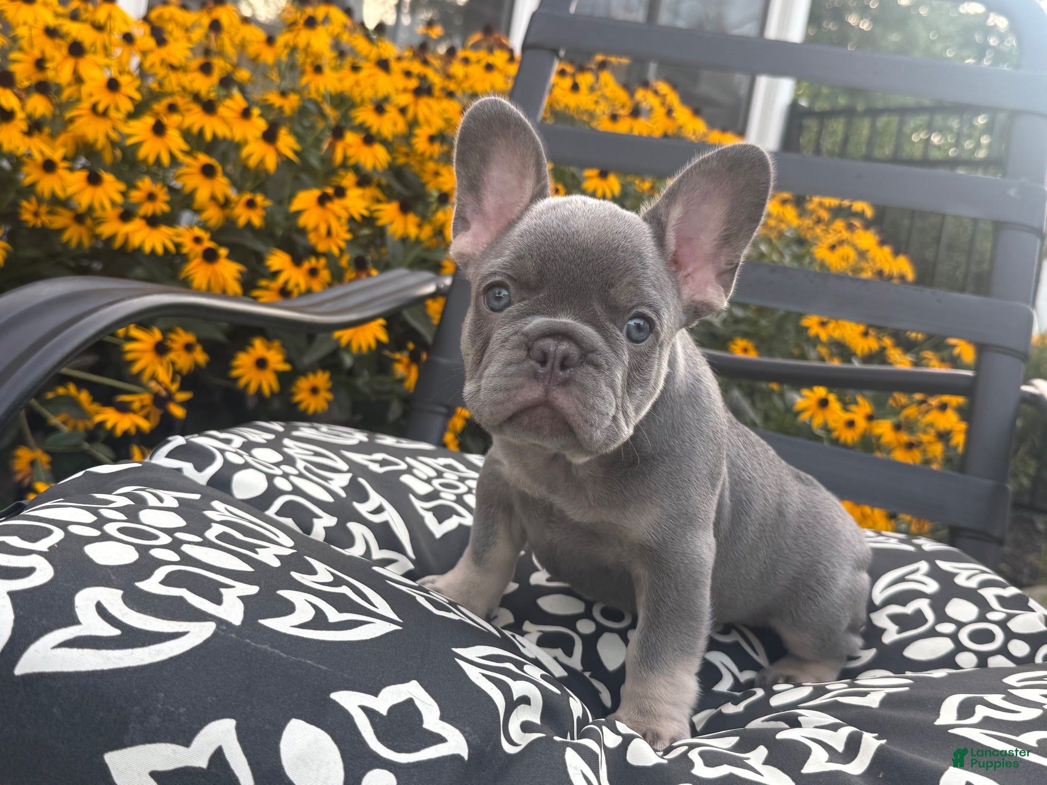French Bulldog dogs French Bulldog 3 - Ad 1