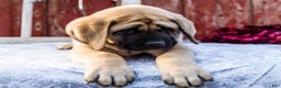 English Mastiff dogs for sale: Zack - Ad 5