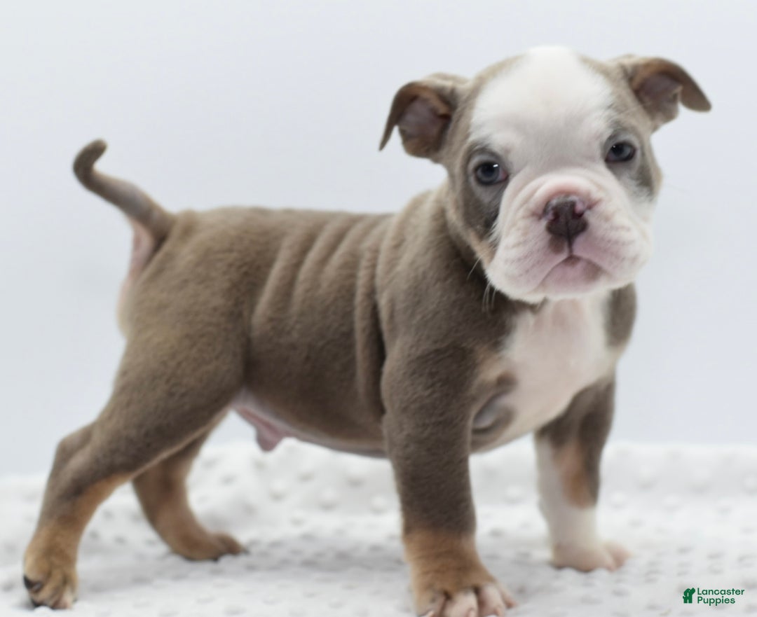 Mixed Breed dogs for sale: Turbo Merle blue eyes - Ad 5