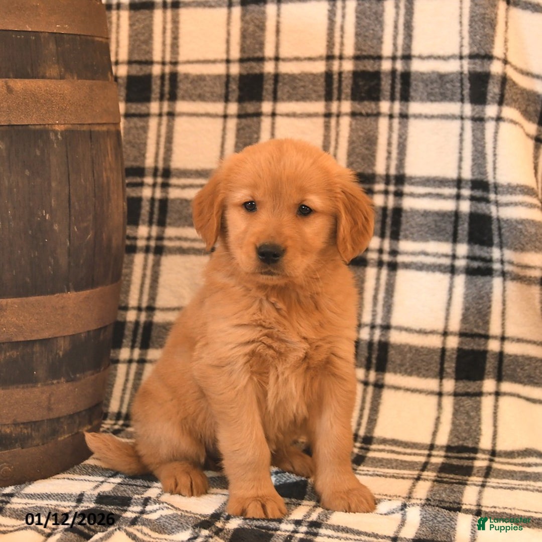 Golden Retriever dogs for sale: Viking  - Ad 2