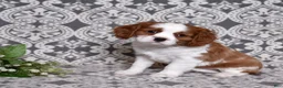 Cavalier King Charles Spaniel dogs for sale: Copper  - Ad 7