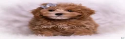 Maltipoo dogs for sale: Teeko - Ad 2