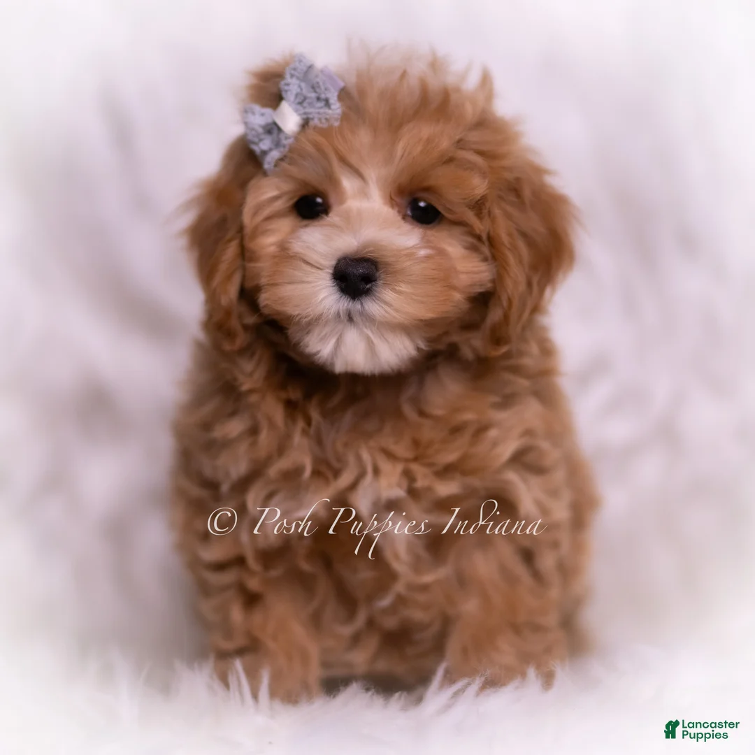 Maltipoo dogs for sale: Teeko - Ad 2