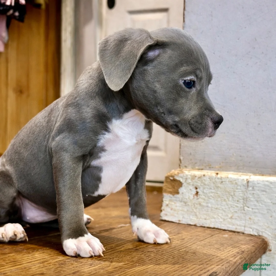 American Bully dogs for sale: AALIYAH - Ad 8