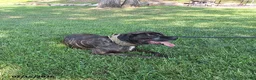 Cane Corso dogs for sale: Minnie - Ad 4
