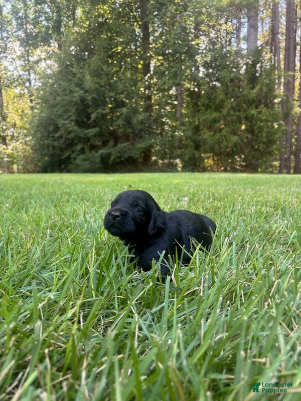Goldendoodle dogs Flint - Ad 1