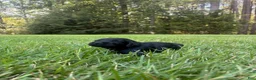 Goldendoodle dogs for sale: Flint - Ad 1