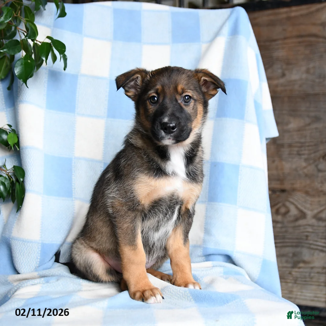 Mixed Breed dogs for sale: Basel - Ad 2