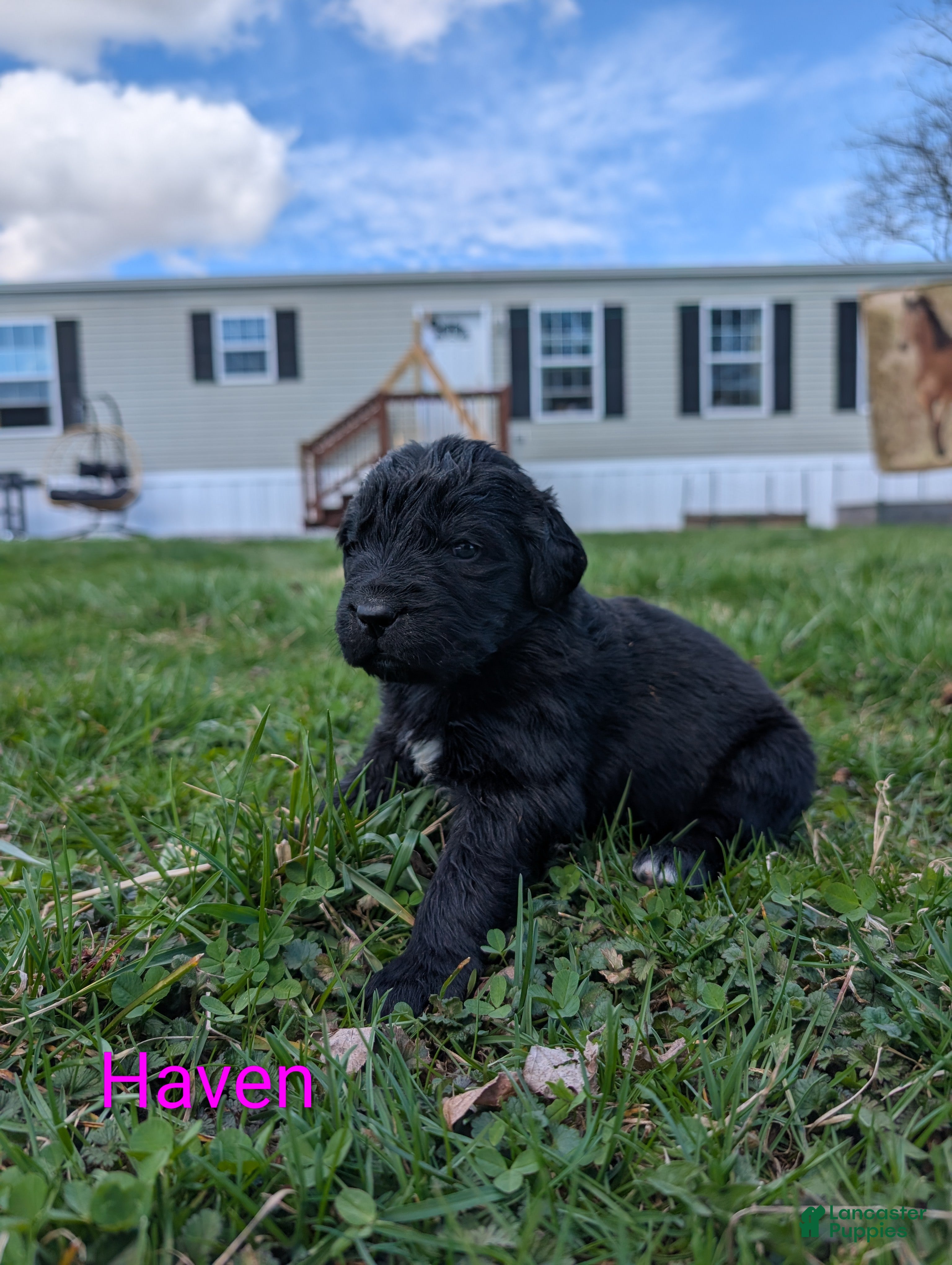 Newfoundland dogs Haven - Ad 30