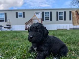 Newfoundland dogs Haven - Ad 28