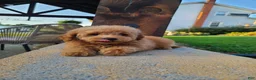 Mini Goldendoodle dogs for sale: Inez - Ad 10