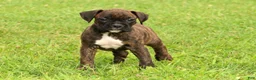 Boxer dogs for sale: Ebony - Ad 9