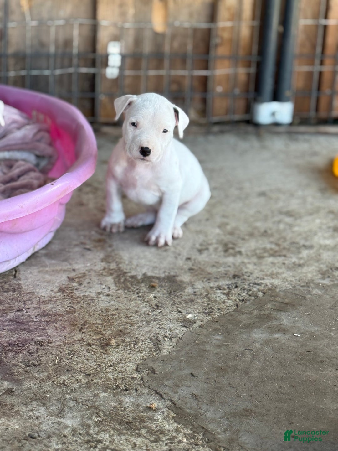 Dogo Argentino dogs for sale: Puppy M3 - Ad 27