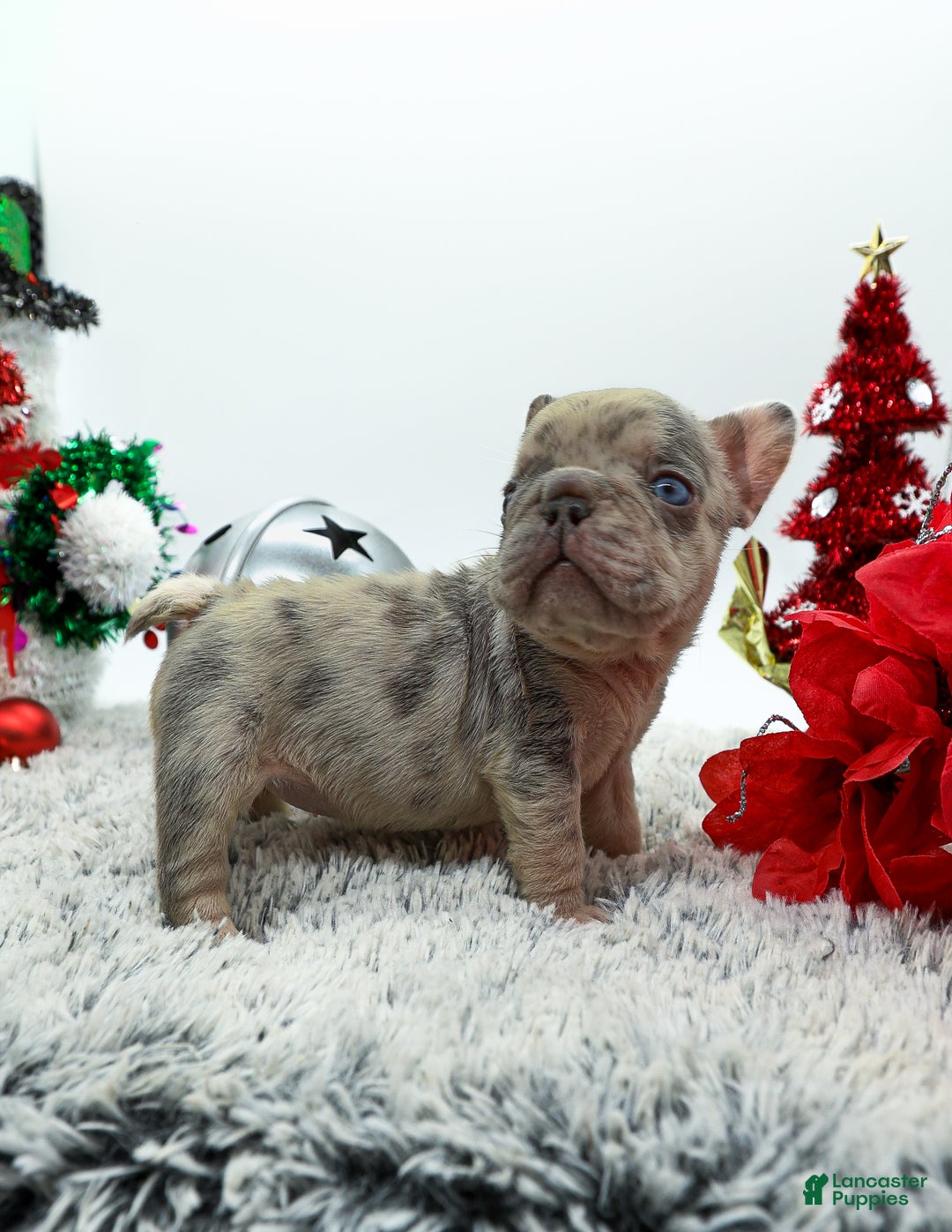 French Bulldog dogs for sale: Pressure  - Ad 4