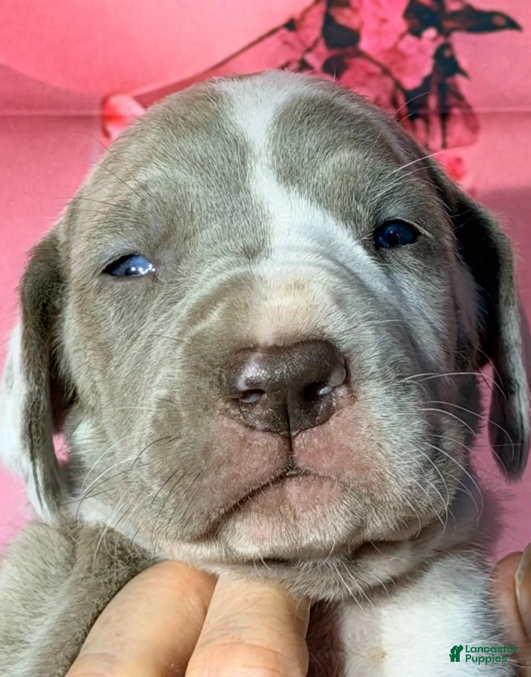 Great Dane dogs for sale: Gwen - Lilac Harlequin - Ad 1