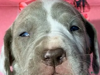 Great Dane dogs Gwen - Lilac Harlequin - Ad 5