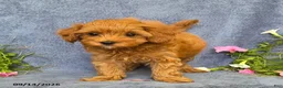 Cavapoo dogs for sale: Tessa - Ad 6