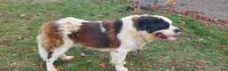 Saint Bernard dogs for sale: Chief - Ad 3