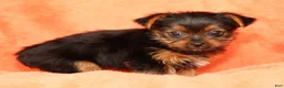 Yorkshire Terrier dogs for sale: Tika - Ad 8