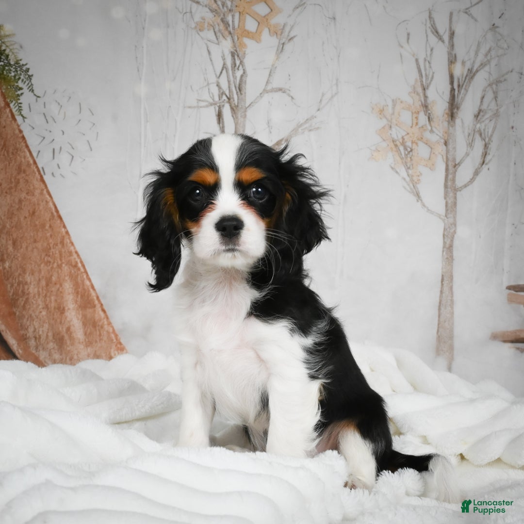 Mixed Breed dogs for sale: Micah - Ad 1