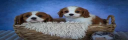 Cavalier King Charles Spaniel dogs for sale: Princeton🐶 - Ad 22