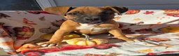 Boxer dogs for sale: Saigd - Ad 5