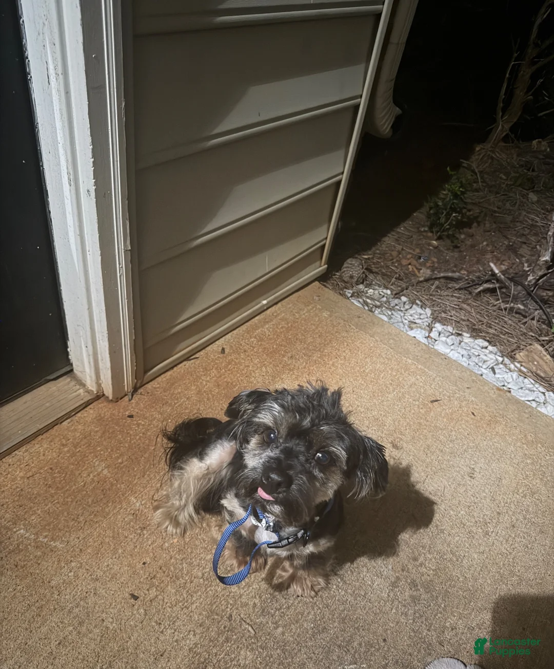 Yorkiepoo dogs for sale: Yorkiepoo 1 - Ad 1