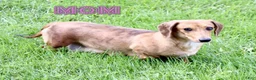 Miniature Dachshund dogs for sale: Cooper - Ad 7
