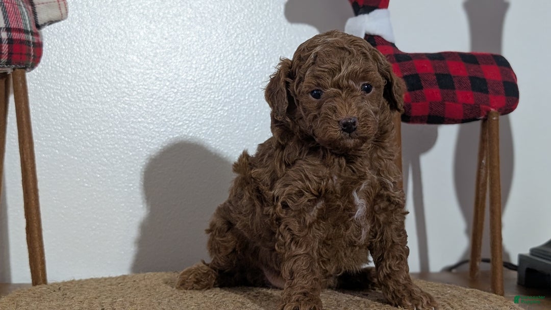 Miniature Poodle dogs for sale: Max - Ad 8