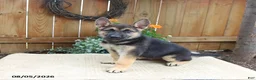 Gerberian Shepsky dogs for sale: Captain - Ad 3