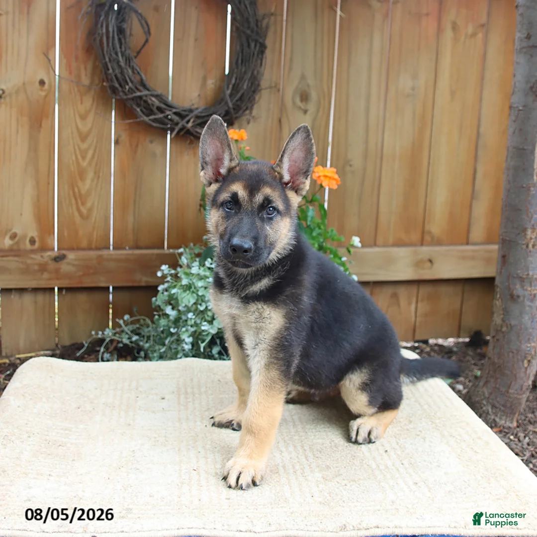 Gerberian Shepsky dogs for sale: Captain - Ad 3